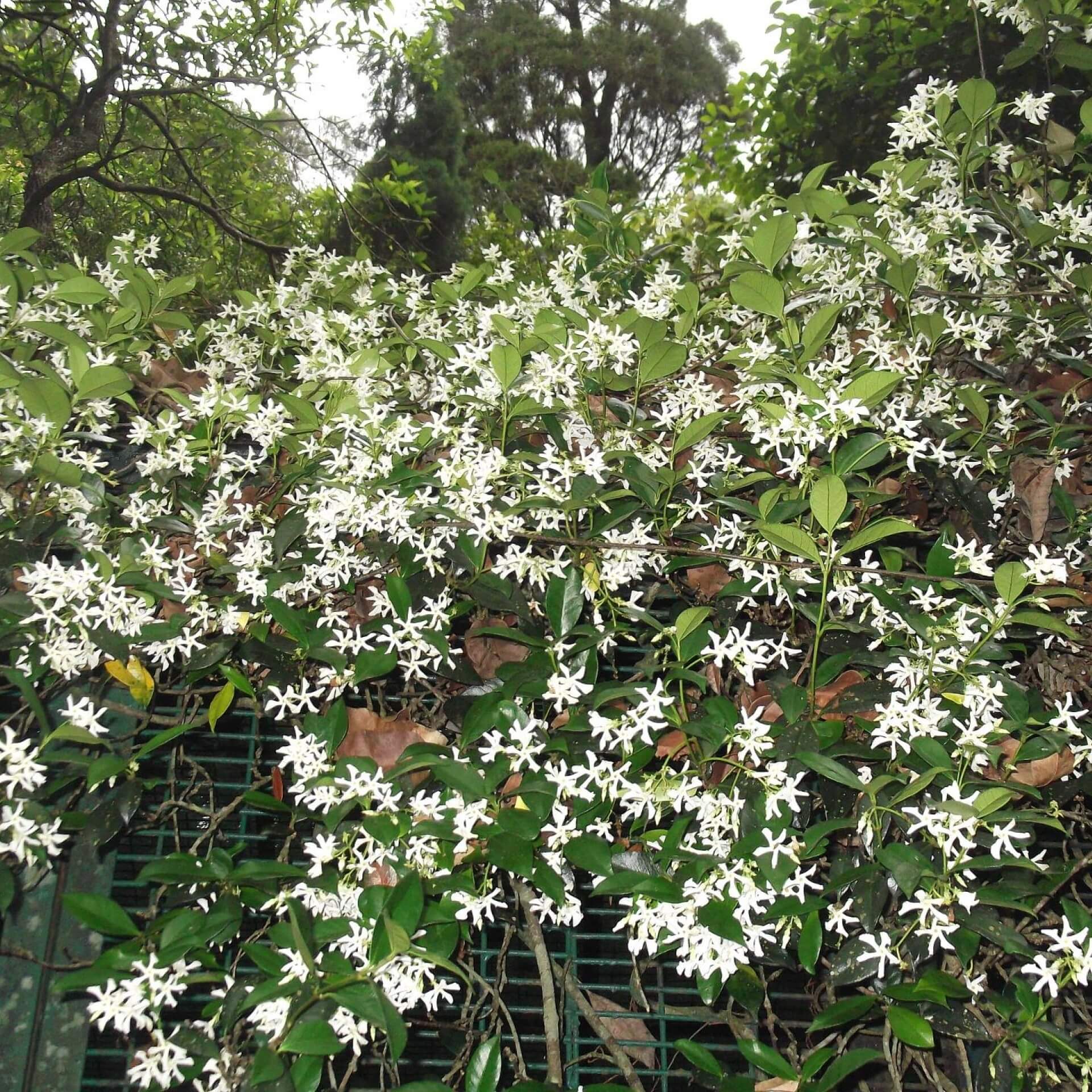 Sternjasmin (Trachelospermum jasminoides)