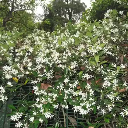 Foto von Sternjasmin (Trachelospermum jasminoides)