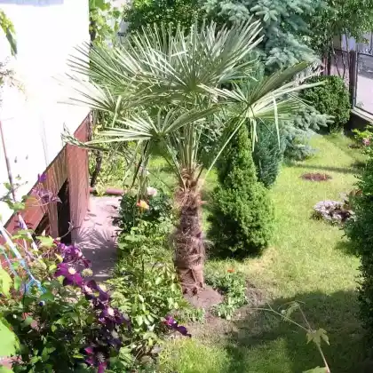 Foto von Chinesische Hanfpalme (Trachycarpus fortunei)