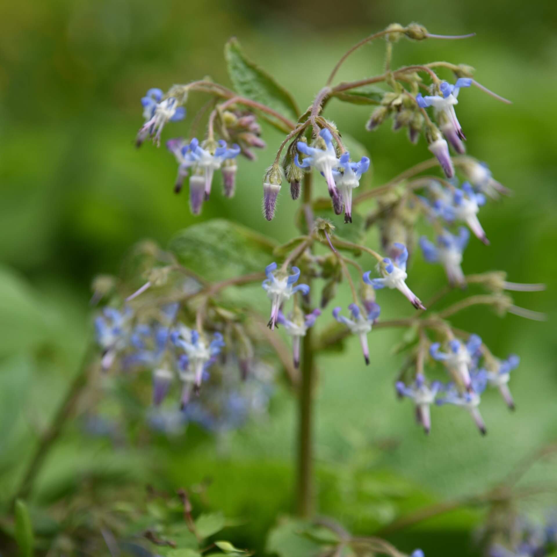 Kaukasischer Borretsch (Trachystemon orientalis)