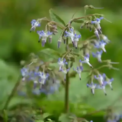 Foto von Kaukasischer Borretsch (Trachystemon orientalis)