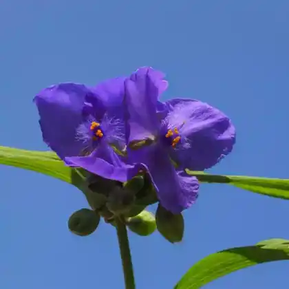 Foto von Ohio-Dreimasterblume (Tradescantia ohiensis)