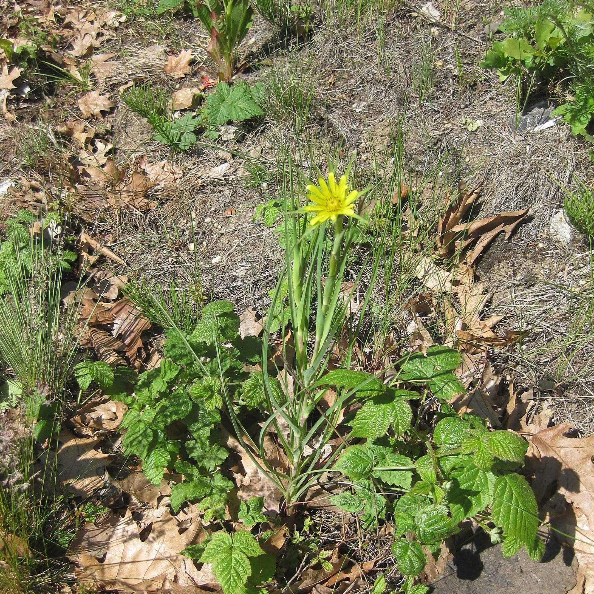 Großer Bocksbart (Tragopogon dubius)