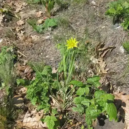 Foto von Großer Bocksbart (Tragopogon dubius)