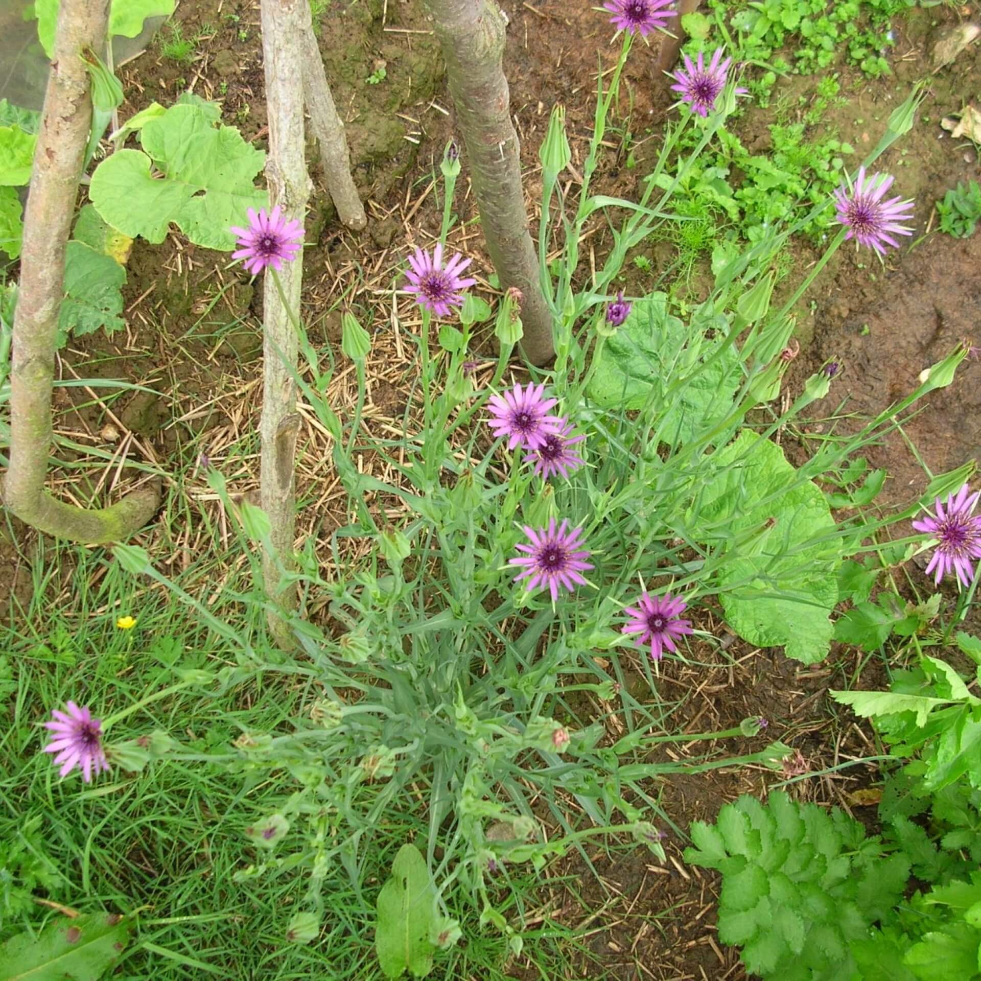 Haferwurzel (Tragopogon porrifolius)