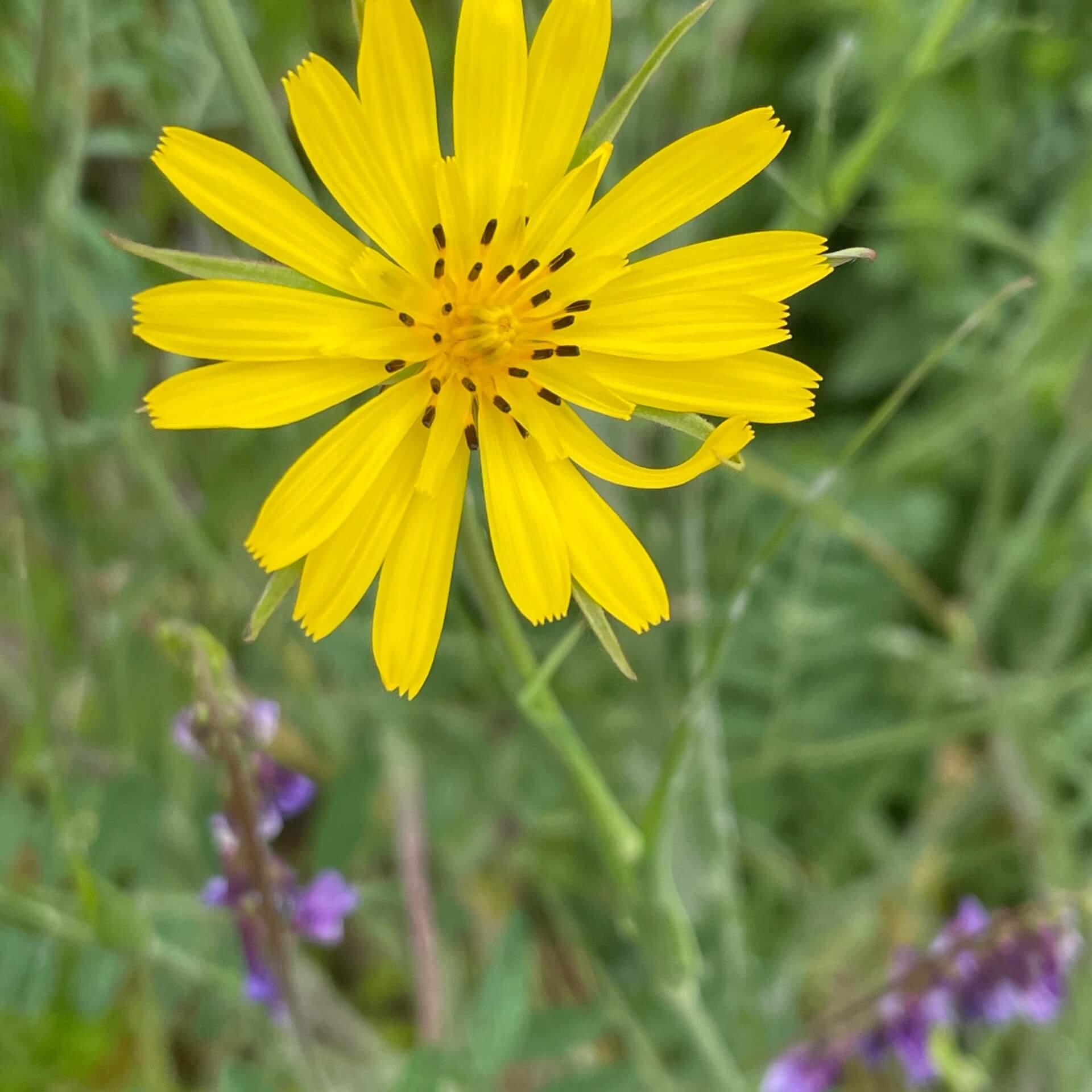 Wiesen-Bocksbart (Tragopogon pratensis)