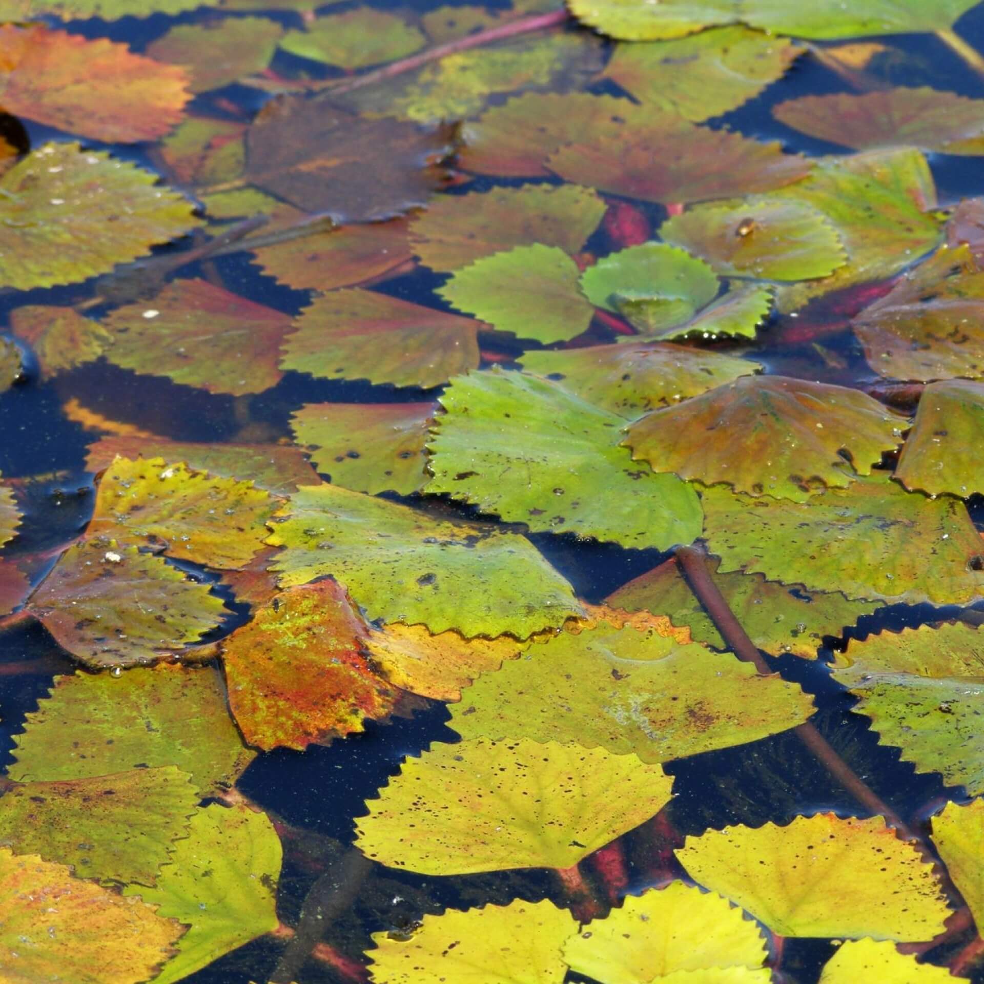 Wassernuss (Trapa natans)