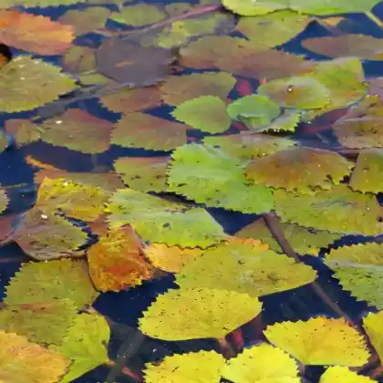 Foto von Wassernuss (Trapa natans)