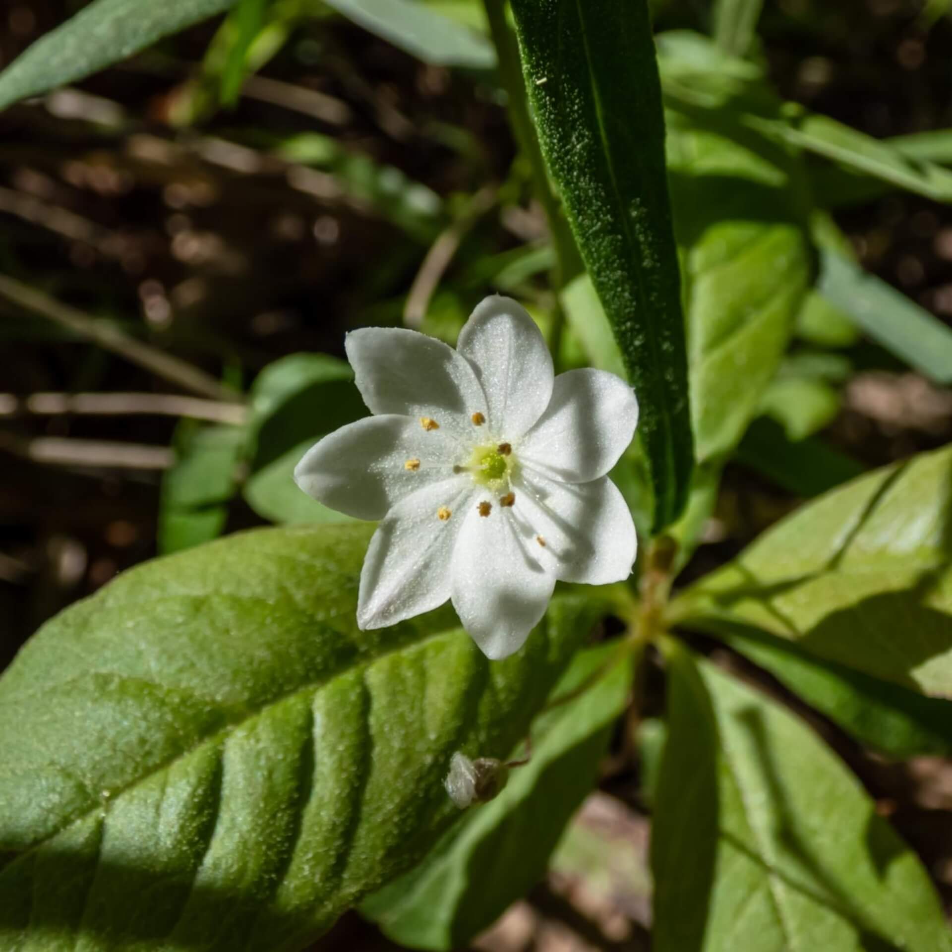 Siebenstern (Trientalis europaea)