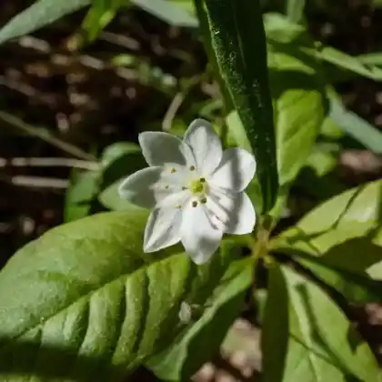 Foto von Siebenstern (Trientalis europaea)