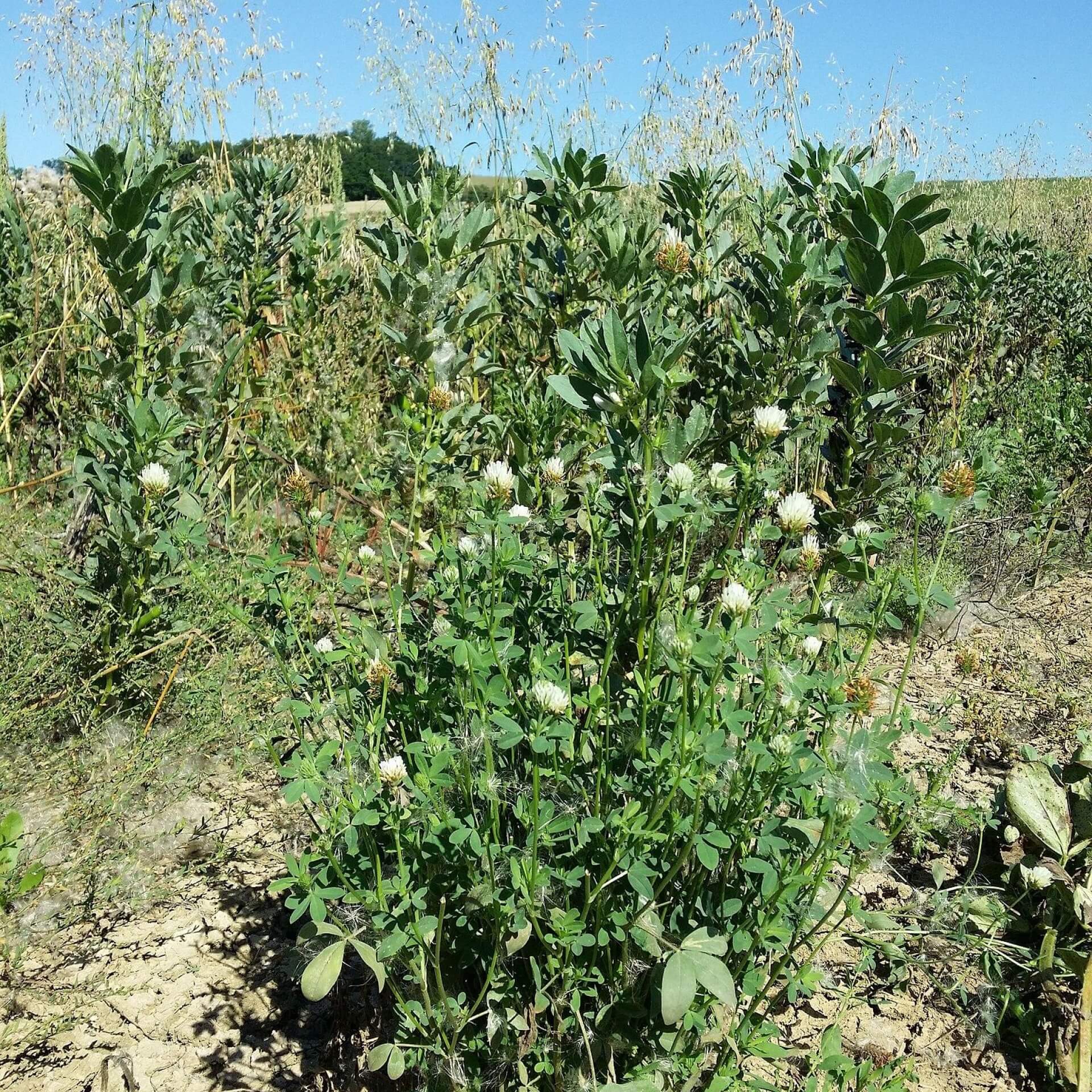 Alexandriner Klee (Trifolium alexandrinum)