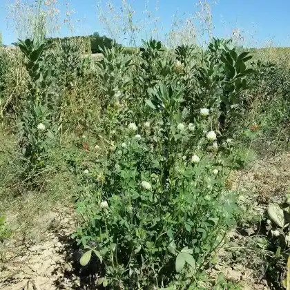 Foto von Alexandriner Klee (Trifolium alexandrinum)