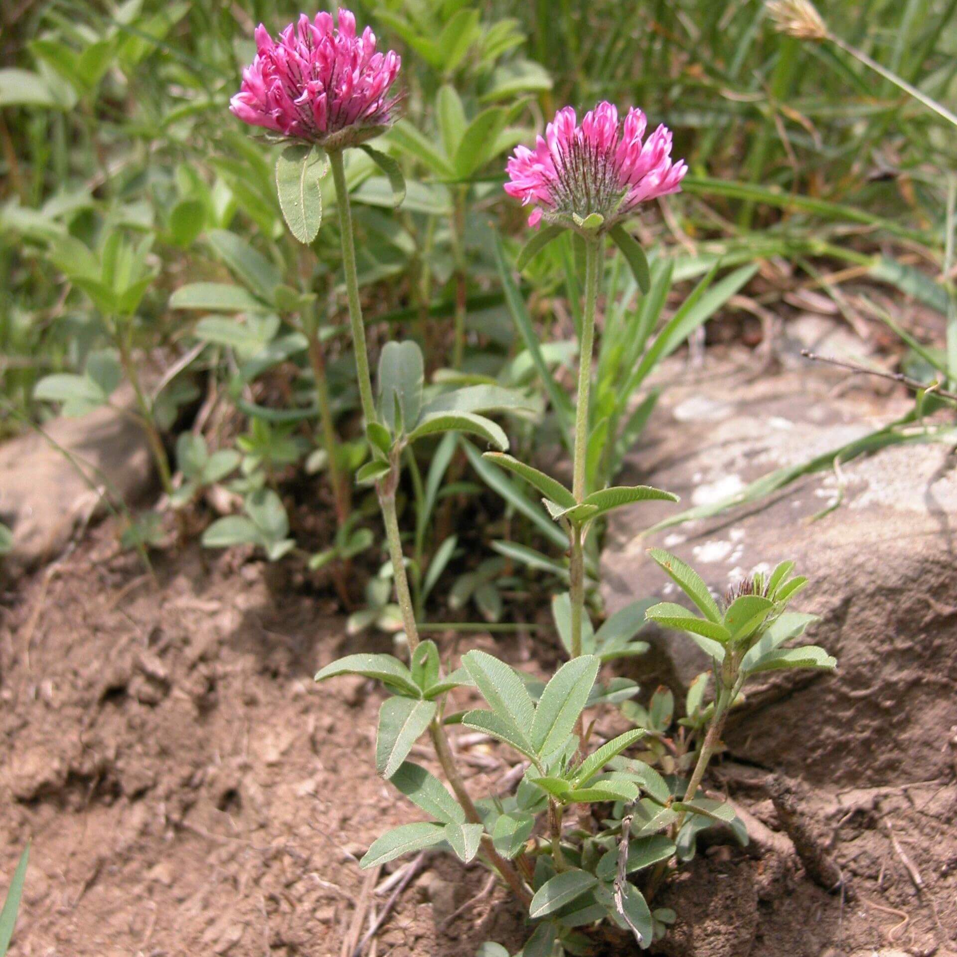 Hügel-Klee (Trifolium alpestre)