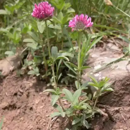 Foto von Hügel-Klee (Trifolium alpestre)