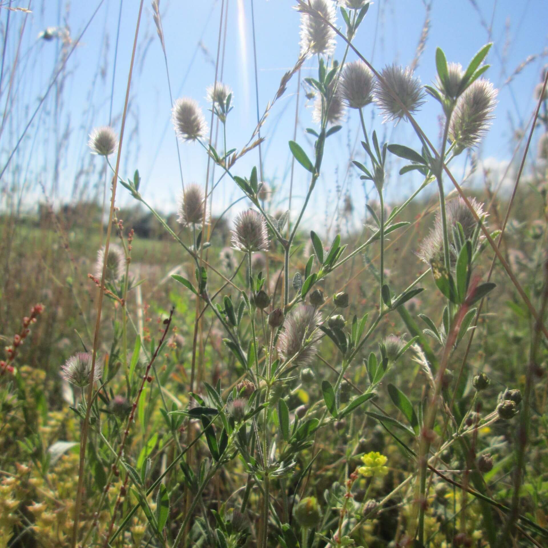 Hasenklee (Trifolium arvense)