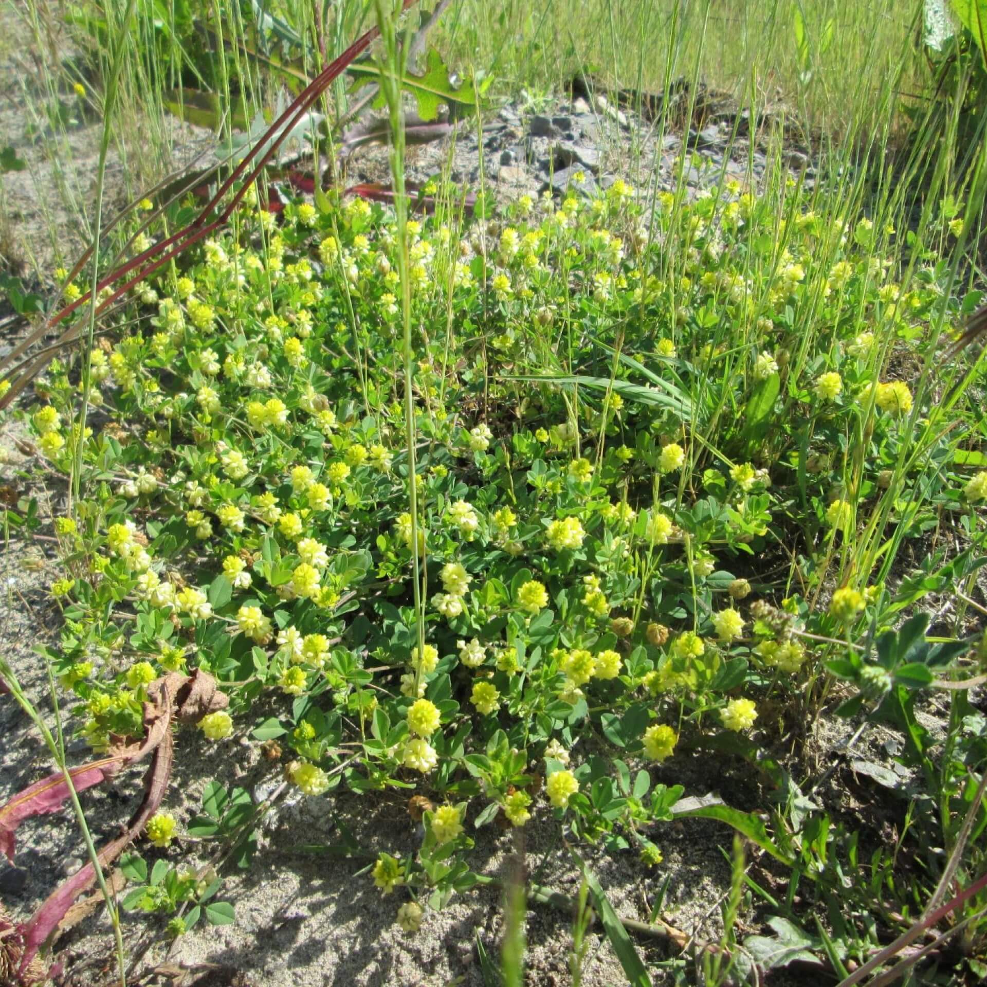 Feld-Klee (Trifolium campestre)