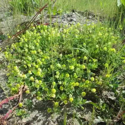 Foto von Feld-Klee (Trifolium campestre)