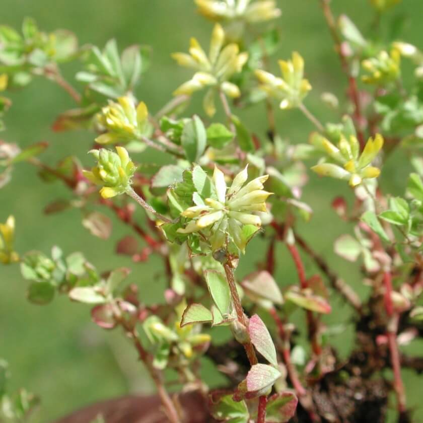 FadenKlee / Trifolium dubium