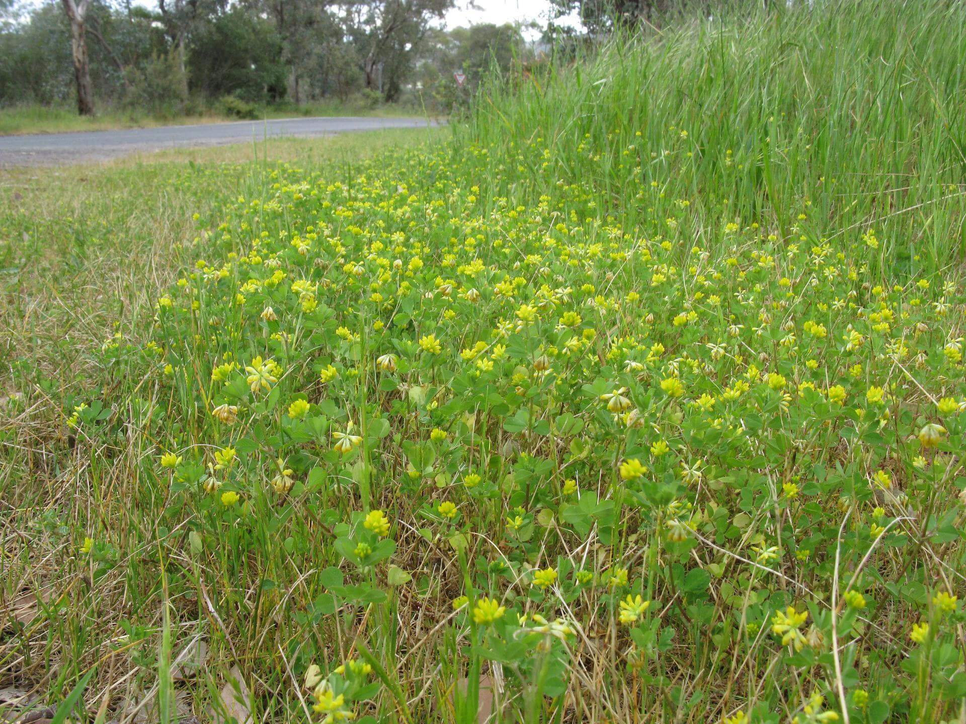 FadenKlee / Trifolium dubium