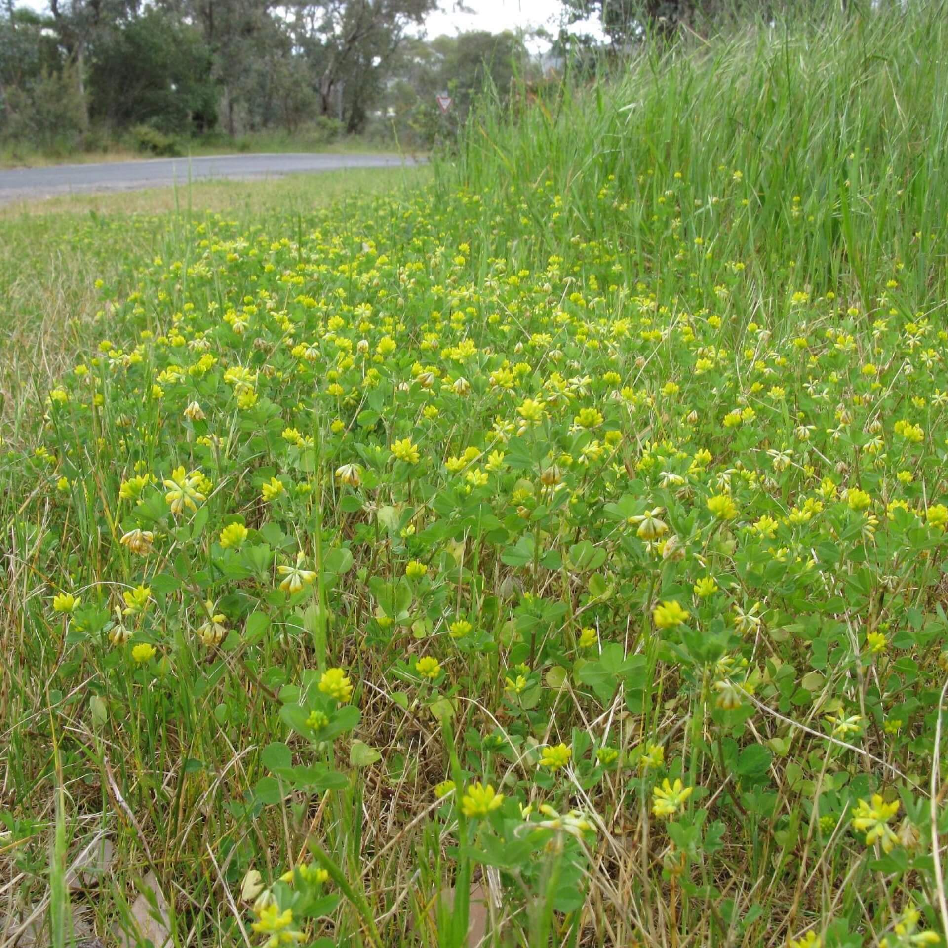 Faden-Klee (Trifolium dubium)