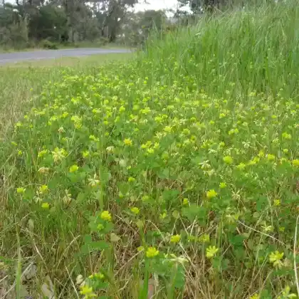 Foto von Faden-Klee (Trifolium dubium)