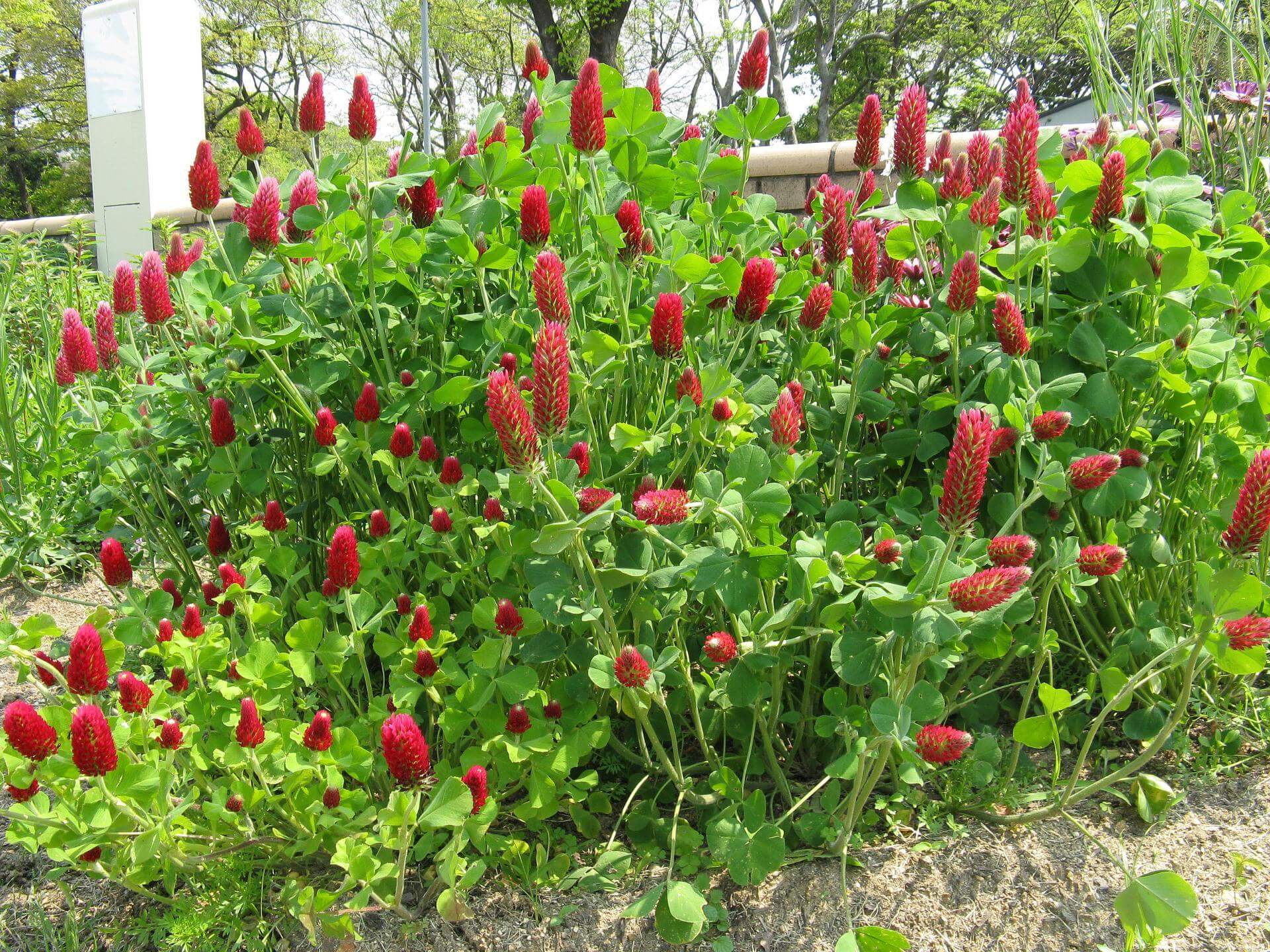 InkarnatKlee / Trifolium incarnatum