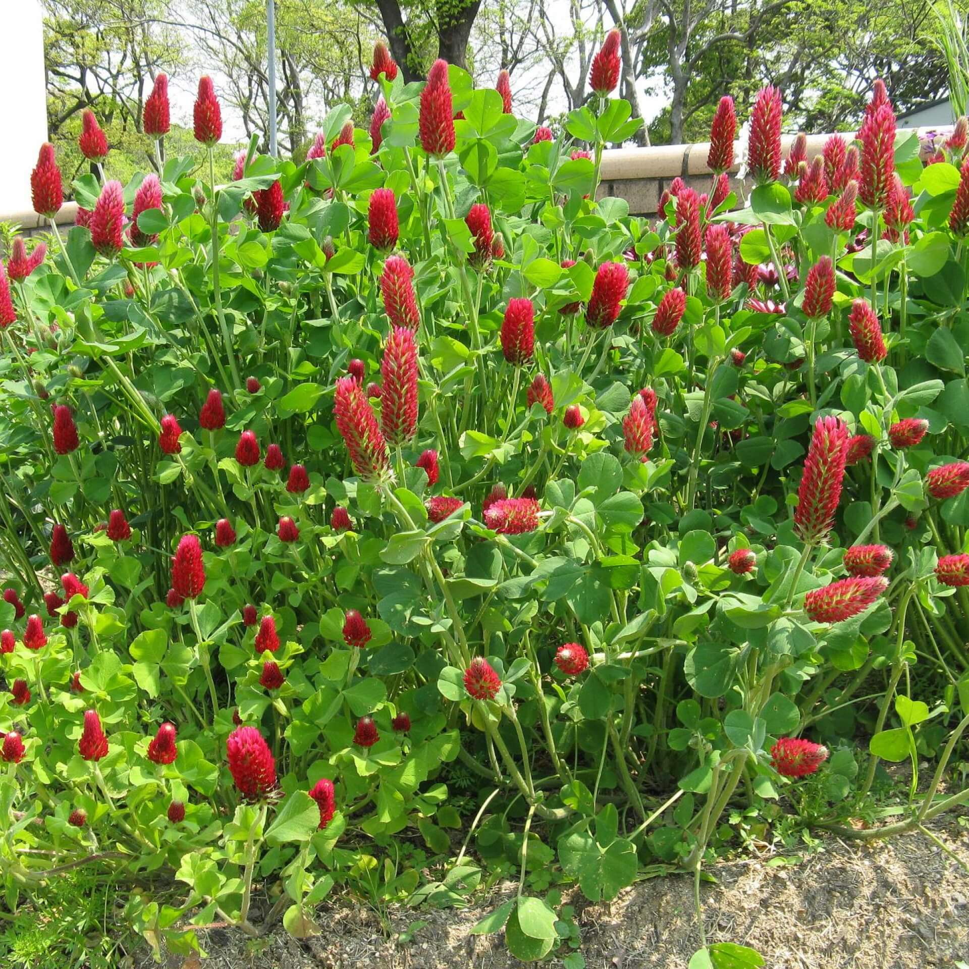 Inkarnat-Klee (Trifolium incarnatum)