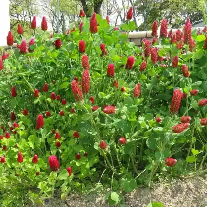 Foto von Inkarnat-Klee (Trifolium incarnatum)