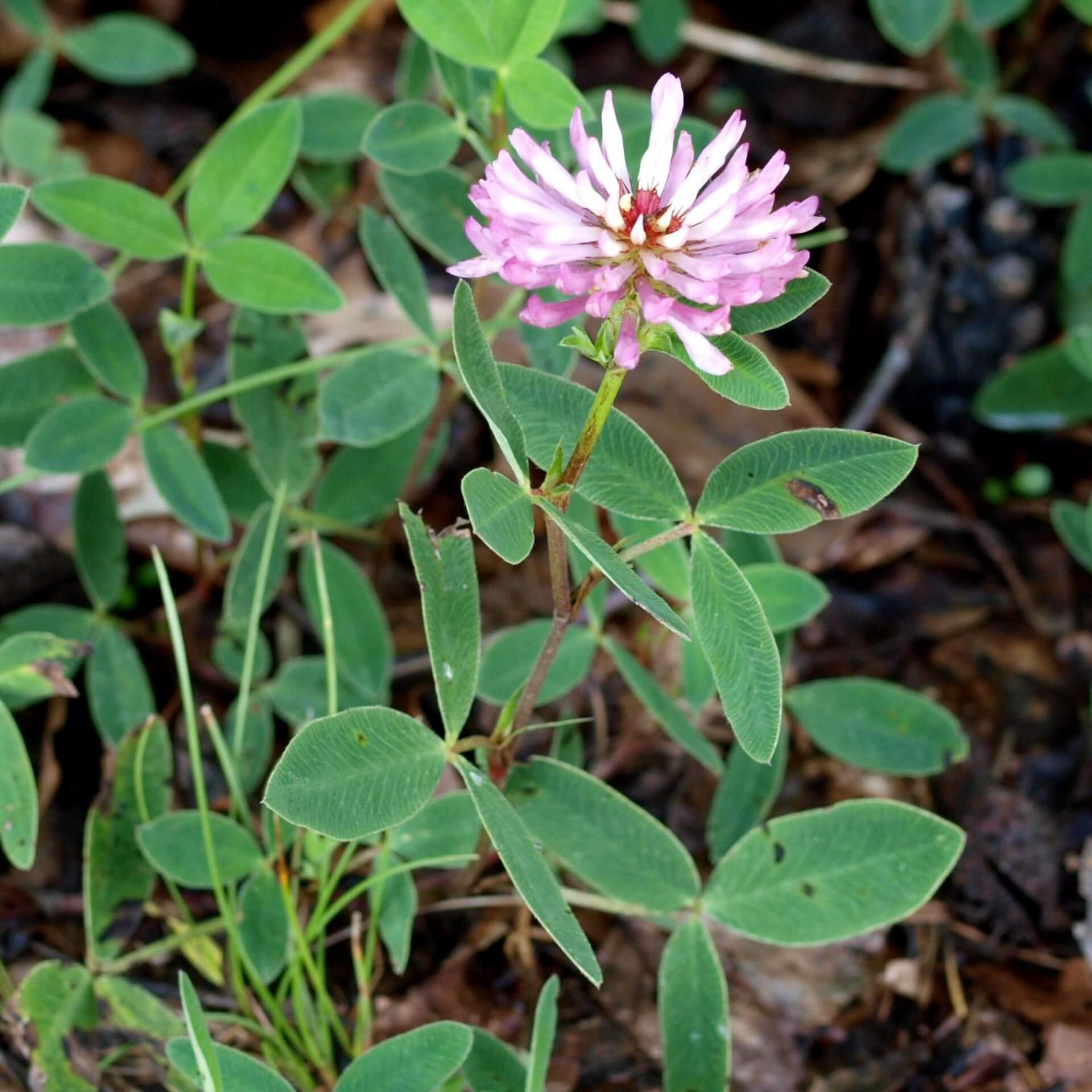 Mittlerer Klee (Trifolium medium)