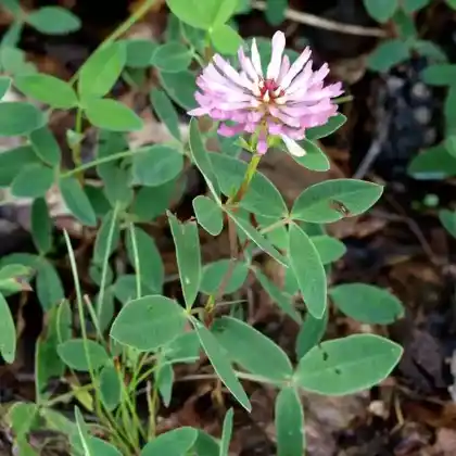 Foto von Mittlerer Klee (Trifolium medium)