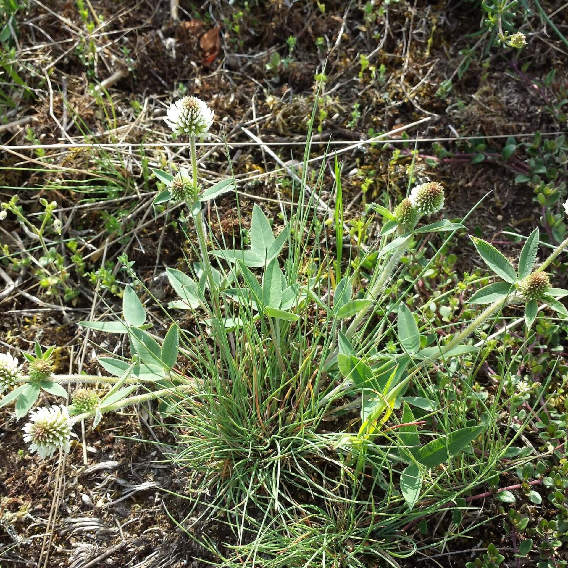 Berg-Klee (Trifolium montanum)