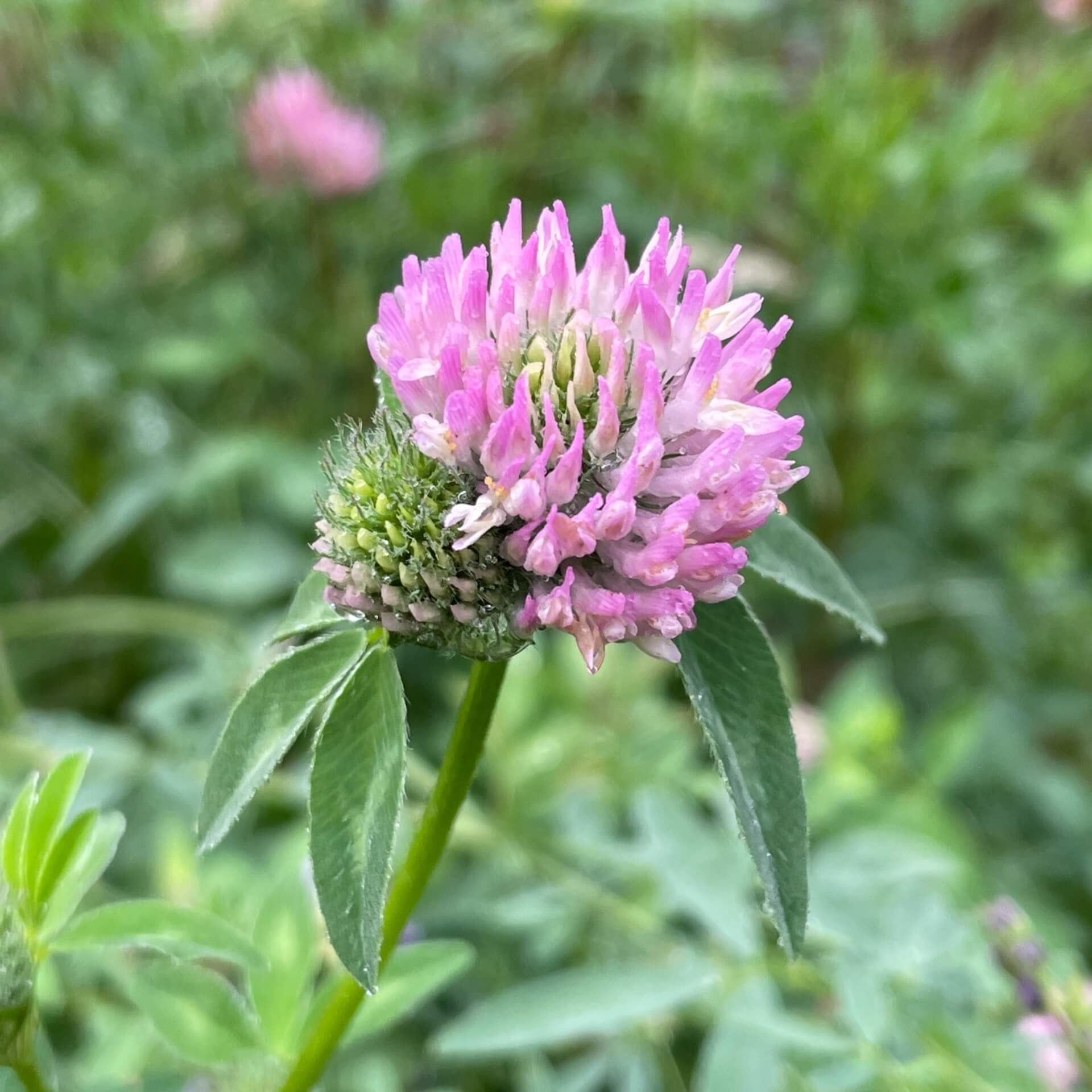 Wiesenklee (Trifolium pratense)