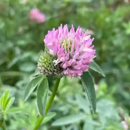 Foto von Wiesenklee (Trifolium pratense)