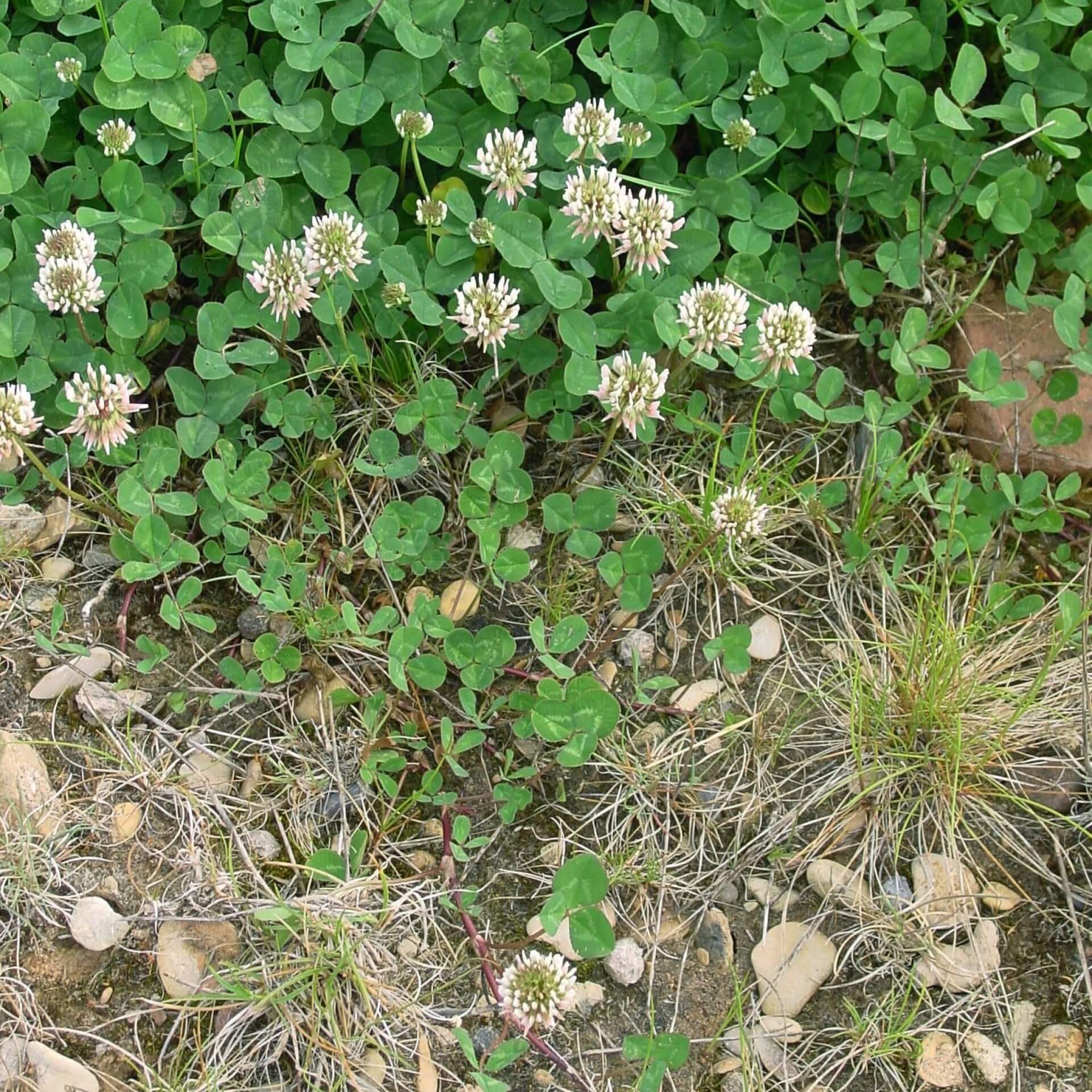 Weißklee (Trifolium repens)