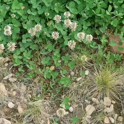 Foto von Weißklee (Trifolium repens)