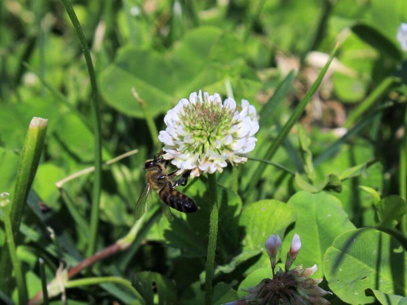 Weißklee / Trifolium repens