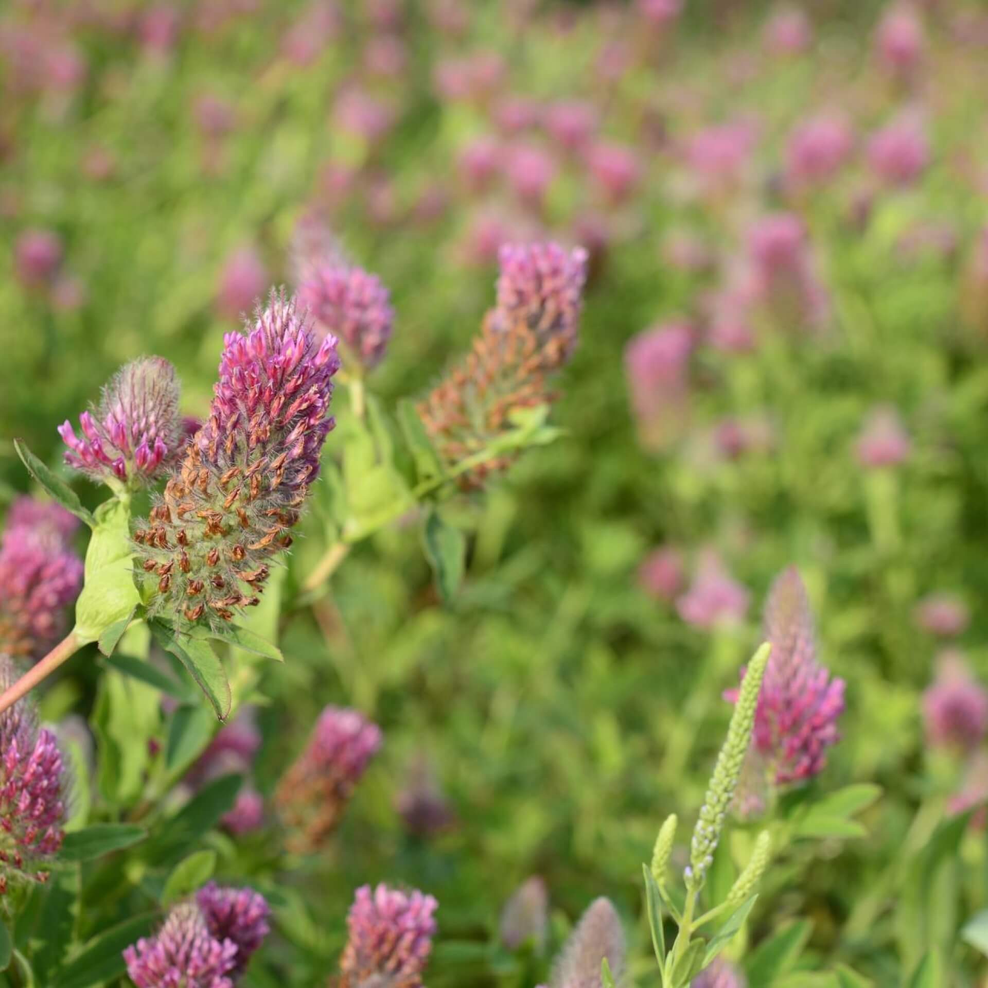 Purpur-Klee (Trifolium rubens)