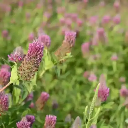 Foto von Purpur-Klee (Trifolium rubens)