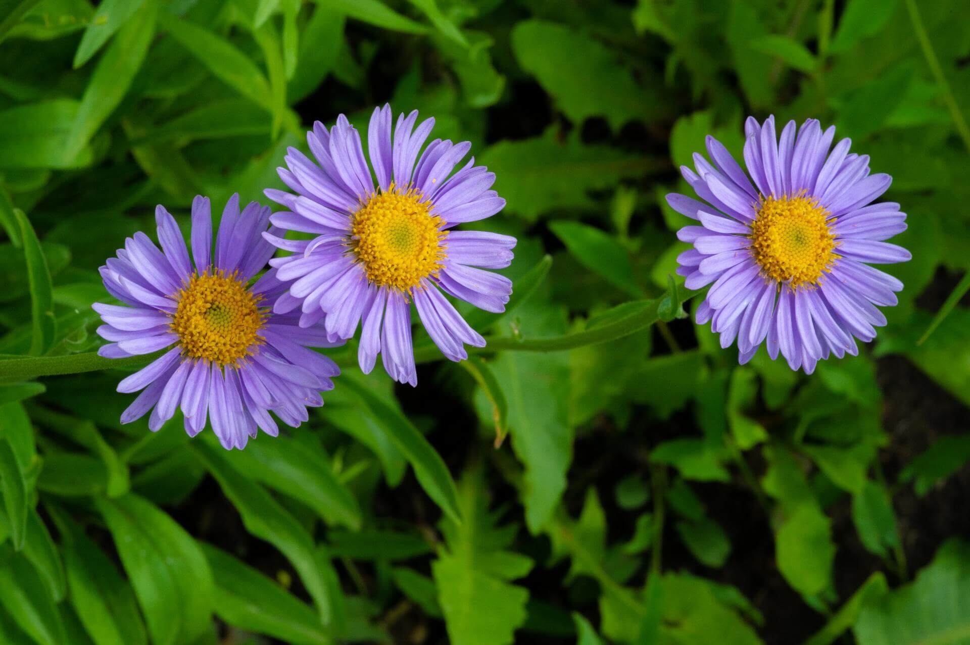 AlpenAster / Aster alpinus