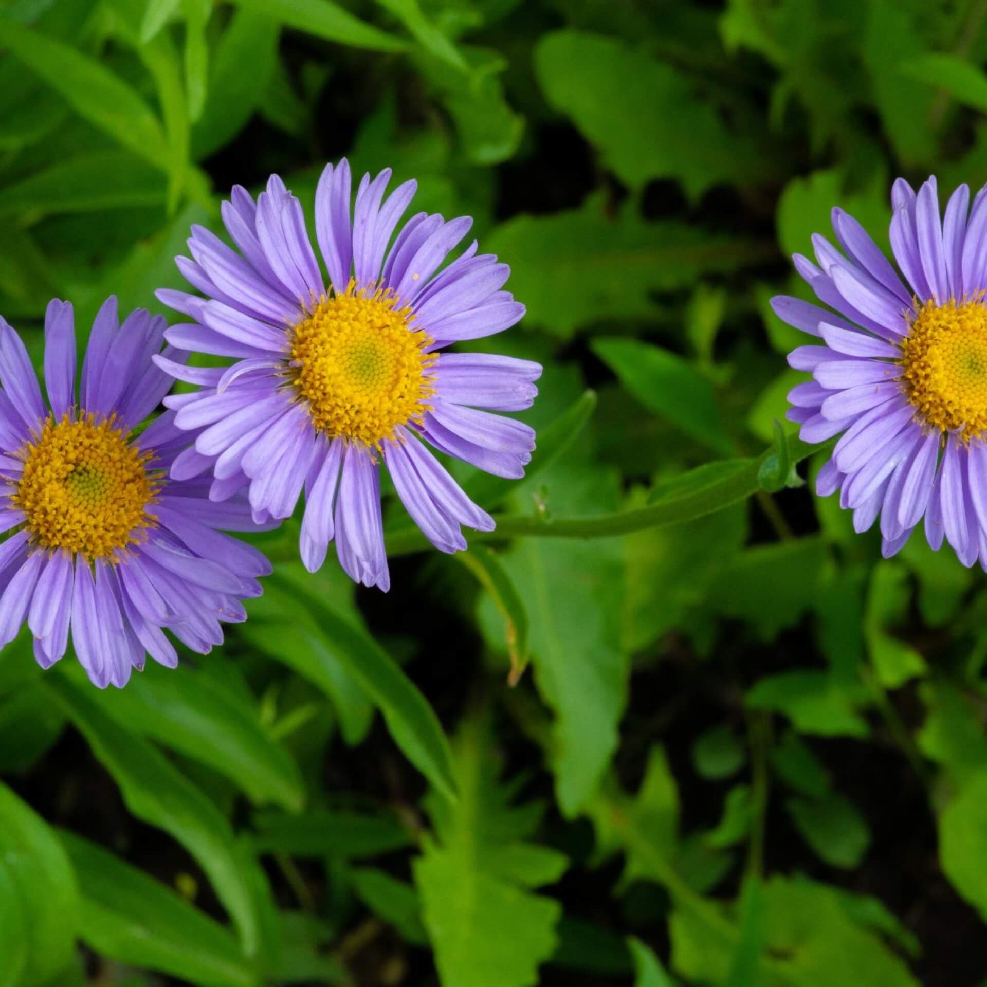 Alpen-Aster (Aster alpinus)