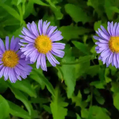 Foto von Alpen-Aster (Aster alpinus)