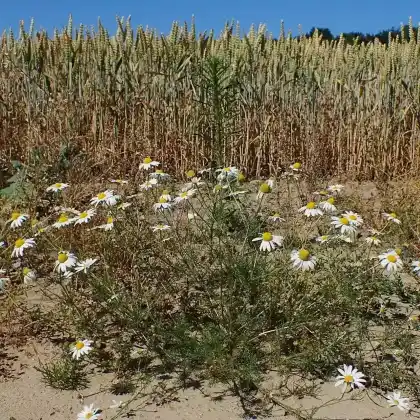 Foto von Geruchlose Kamille (Tripleurospermum inodorum)