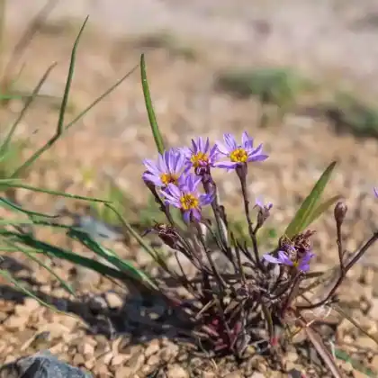 Foto von Strand-Aster (Tripolium pannonicum)