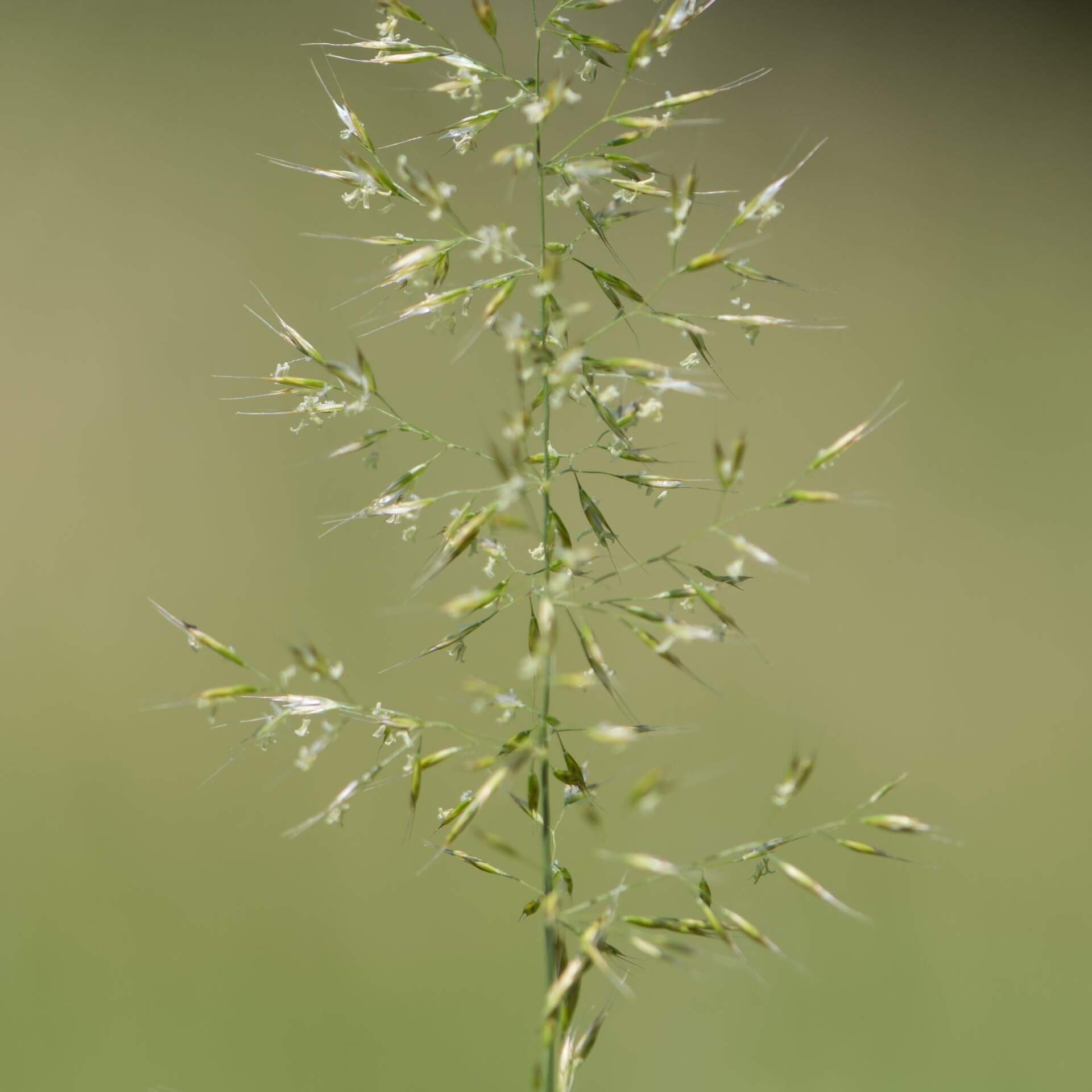 Wiesen-Goldhafer (Trisetum flavescens)