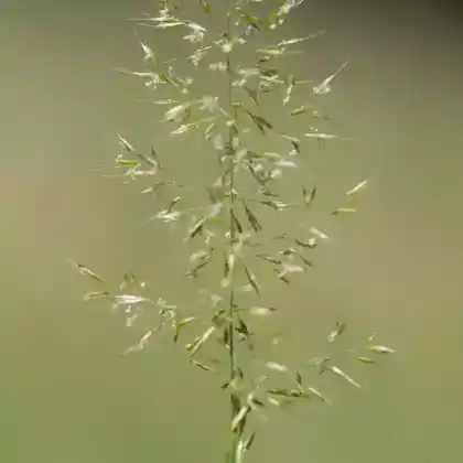 Foto von Wiesen-Goldhafer (Trisetum flavescens)