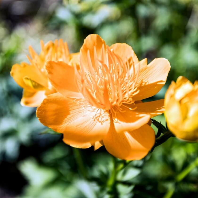 Trollblume 'Golden Queen' / Trollius chinensis 'Golden Queen'