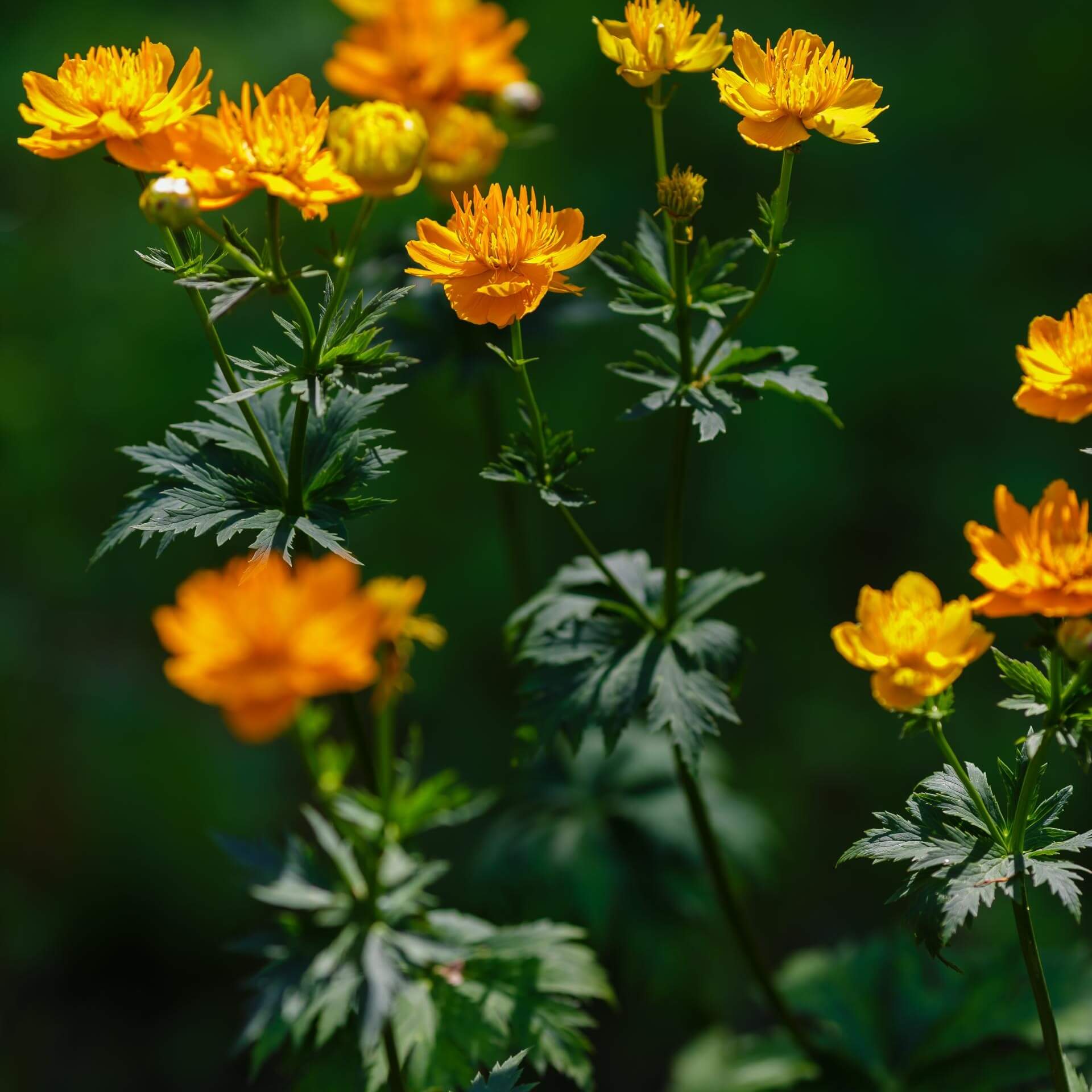 Trollblume 'Golden Queen' (Trollius chinensis 'Golden Queen')