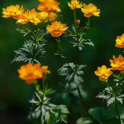Foto von Trollblume 'Golden Queen' (Trollius chinensis 'Golden Queen')