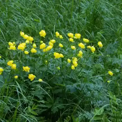 Foto von Europäische Trollblume (Trollius europaeus)