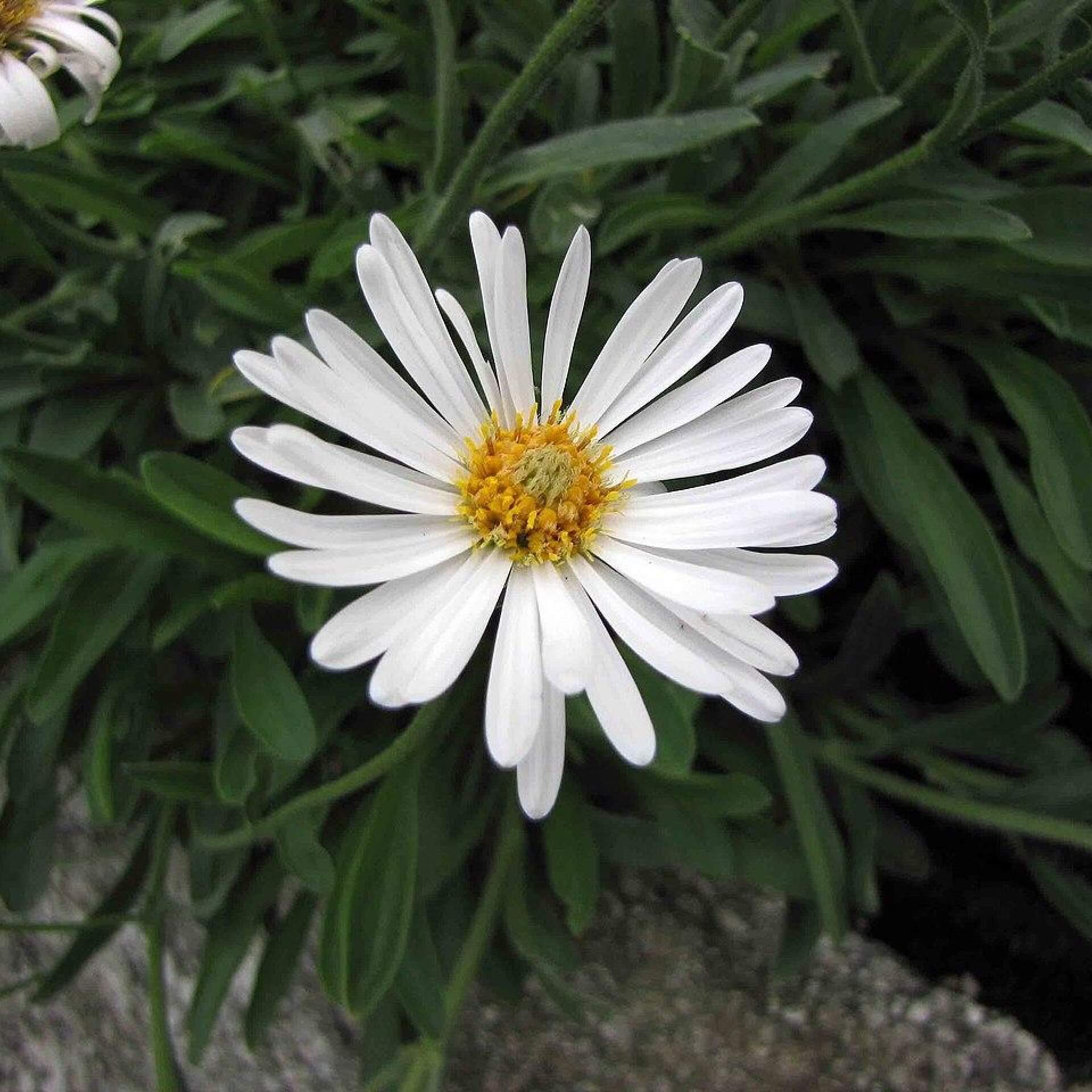 Alpen-Aster 'Albus' (Aster alpinus 'Albus')